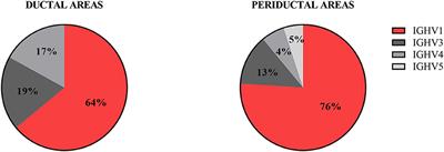 Repertoire Analysis of B-Cells Located in Striated Ducts of Salivary Glands of Patients With Sjögren's Syndrome